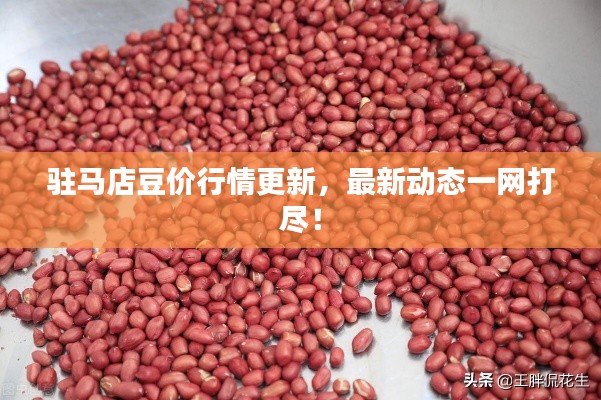 驻马店豆价行情更新,最新动态一网打尽!