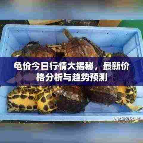 龟价今日行情大揭秘,最新价格分析与趋势预测