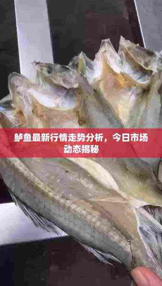 鲈鱼最新行情走势分析,今日市场动态揭秘