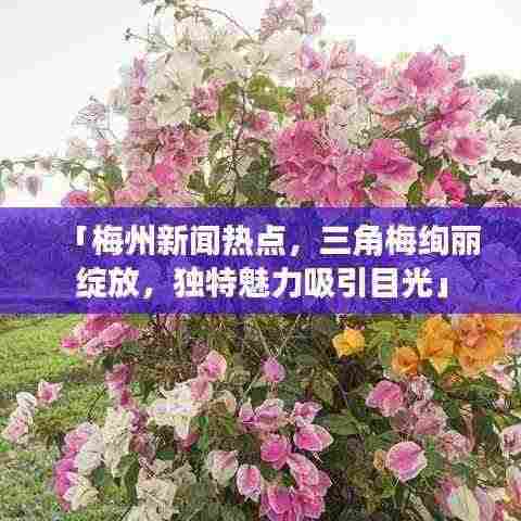 「梅州新闻热点,三角梅绚丽绽放,独特魅力吸引目光」