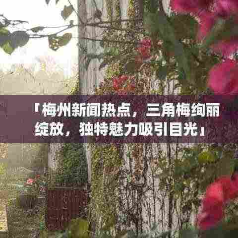 「梅州新闻热点,三角梅绚丽绽放,独特魅力吸引目光」