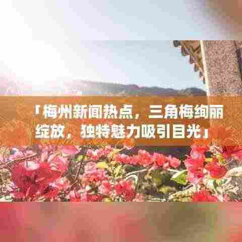 「梅州新闻热点,三角梅绚丽绽放,独特魅力吸引目光」