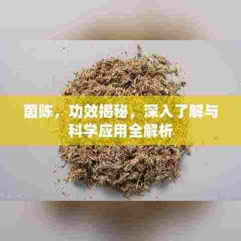 茵陈,功效揭秘,深入了解与科学应用全解析