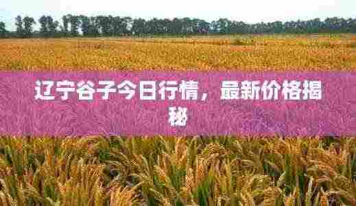 辽宁谷子今日行情，最新价格揭秘
