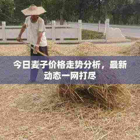 今日麦子价格走势分析,最新动态一网打尽