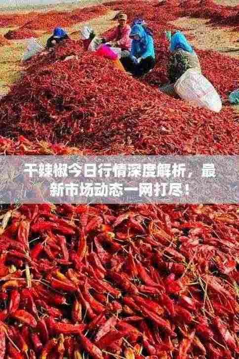 干辣椒今日行情深度解析,最新市场动态一网打尽!