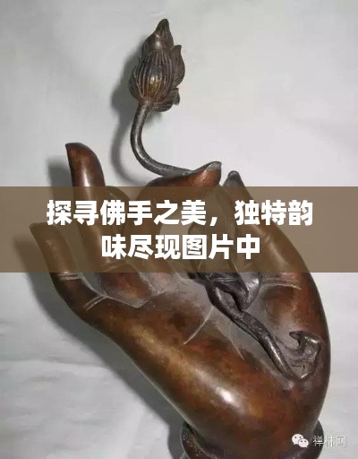探寻佛手之美,独特韵味尽现图片中
