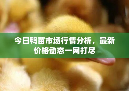 今日鸭苗市场行情分析,最新价格动态一网打尽