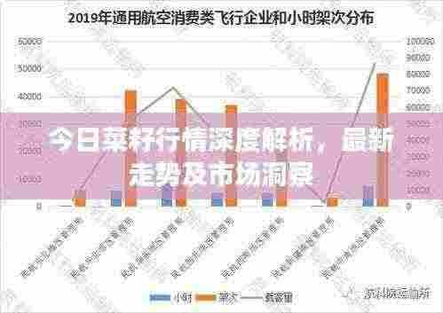 今日菜籽行情深度解析,最新走势及市场洞察
