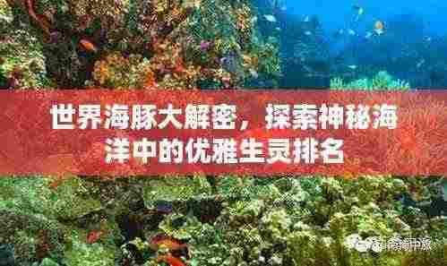 世界海豚大解密，探索神秘海洋中的优雅生灵排名
