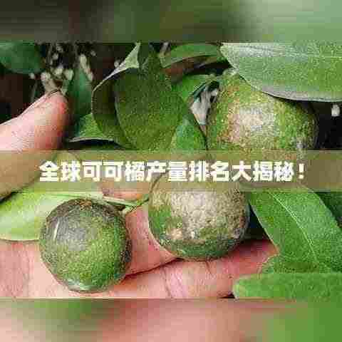 全球可可橘产量排名大揭秘!