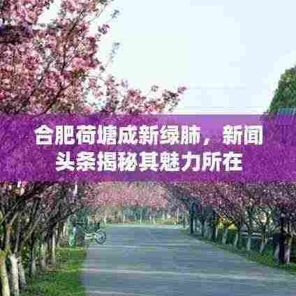 合肥荷塘成新绿肺，新闻头条揭秘其魅力所在