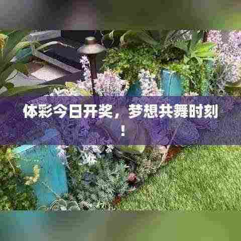 体彩今日开奖，梦想共舞时刻！