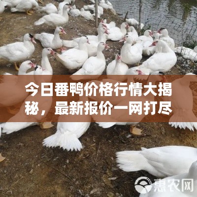 今日番鸭价格行情大揭秘,最新报价一网打尽!