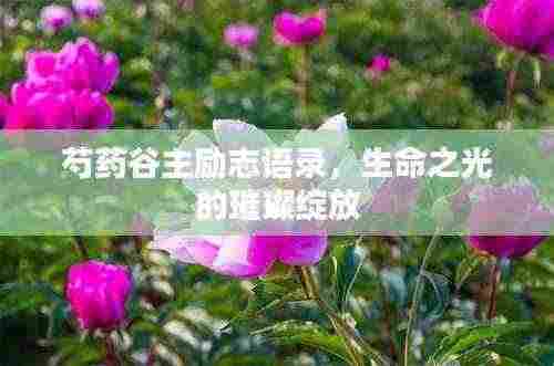 芍药谷主励志语录，生命之光的璀璨绽放