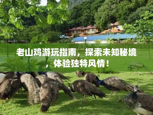 老山鸡游玩指南,探索未知秘境,体验独特风情!
