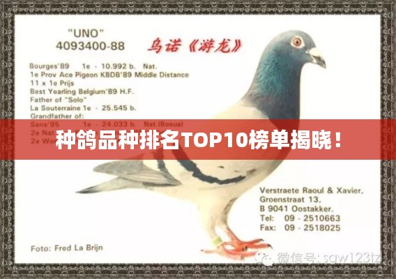 种鸽品种排名TOP10榜单揭晓!