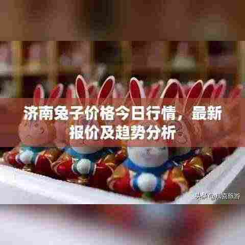 济南兔子价格今日行情,最新报价及趋势分析