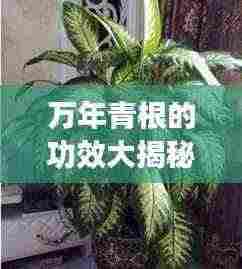 万年青根的功效大揭秘,深入了解与科学应用指南