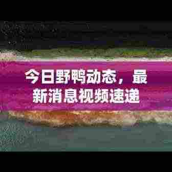 今日野鸭动态,最新消息视频速递