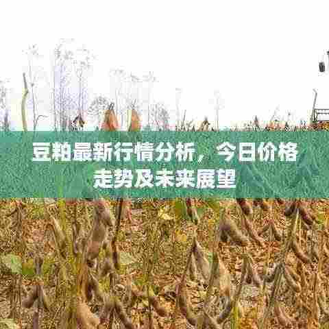 豆粕最新行情分析,今日价格走势及未来展望