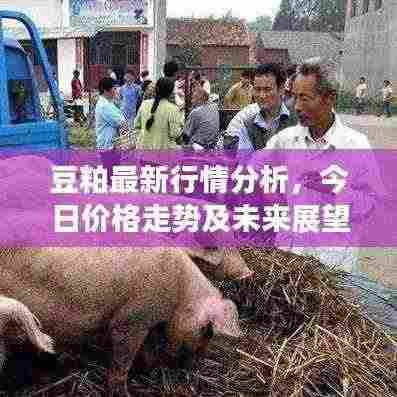 豆粕最新行情分析,今日价格走势及未来展望