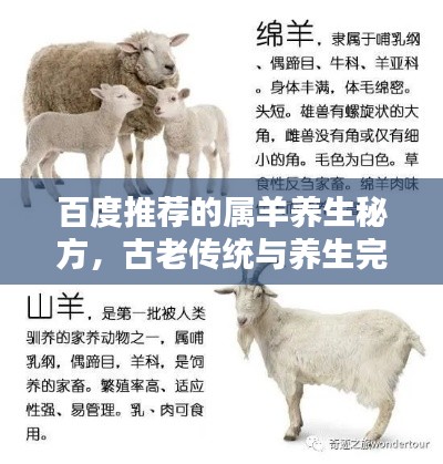 百度推荐的属羊养生秘方,古老传统与养生完美结合