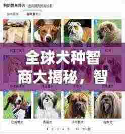 全球犬种智商大揭秘,智慧与忠诚度的排名榜单!