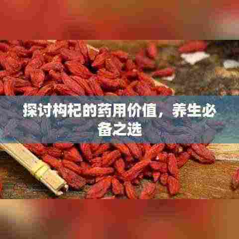 探讨构杞的药用价值，养生必备之选