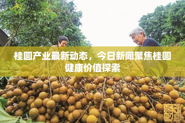 桂圆产业最新动态,今日新闻聚焦桂圆健康价值探索