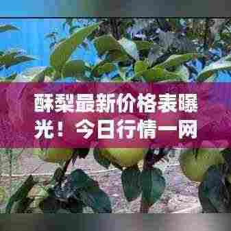 酥梨最新价格表曝光！今日行情一网打尽