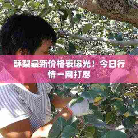 酥梨最新价格表曝光!今日行情一网打尽