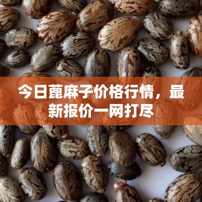 今日蓖麻子价格行情,最新报价一网打尽