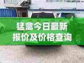 猛禽今日最新报价及价格查询