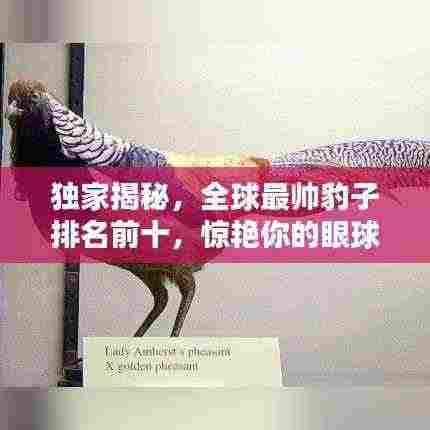 独家揭秘,全球最帅豹子排名前十,惊艳你的眼球!