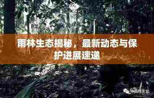 雨林生态揭秘,最新动态与保护进展速递