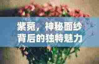 紫菀,神秘面纱背后的独特魅力探索