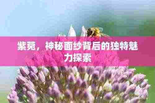 紫菀,神秘面纱背后的独特魅力探索