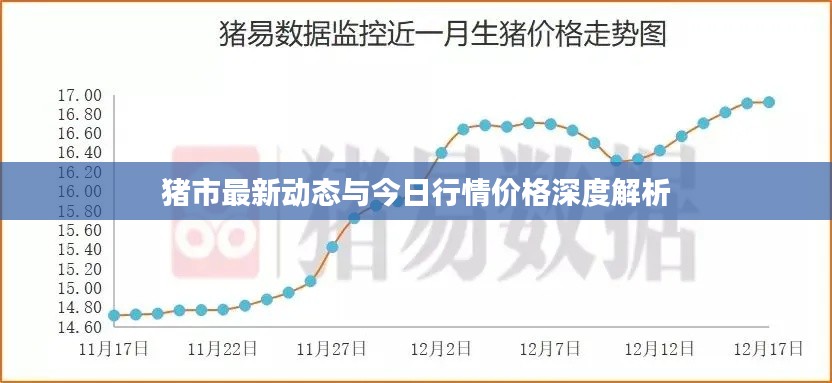 猪市最新动态与今日行情价格深度解析