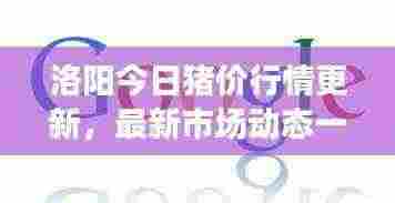 洛阳今日猪价行情更新，最新市场动态一网打尽