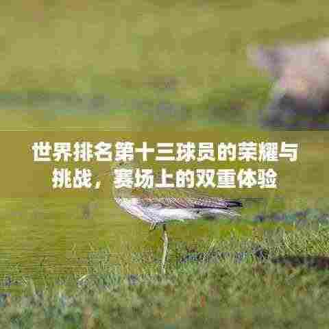 世界排名第十三球员的荣耀与挑战,赛场上的双重体验