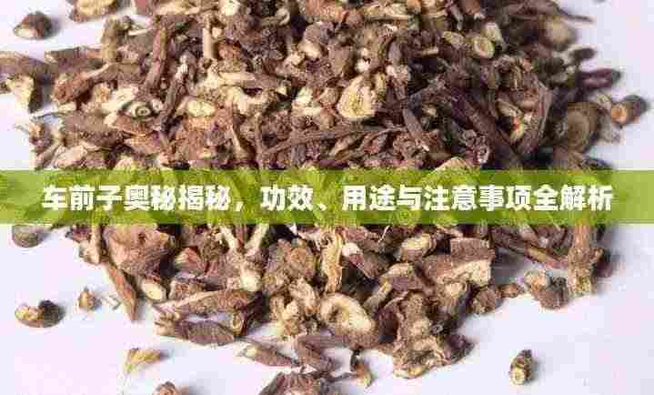 车前子奥秘揭秘,功效、用途与注意事项全解析