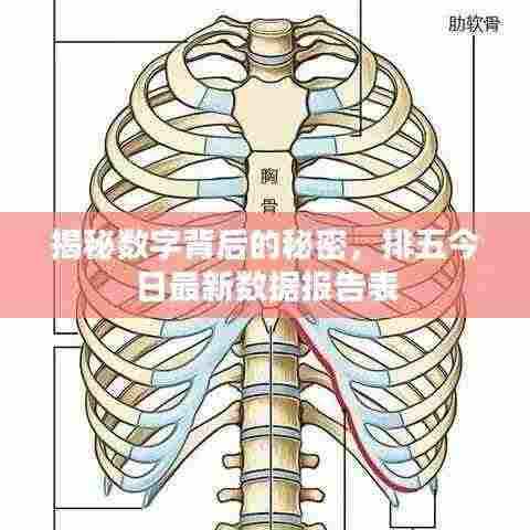 揭秘数字背后的秘密,排五今日最新数据报告表