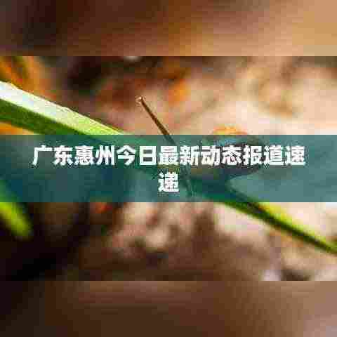 广东惠州今日最新动态报道速递