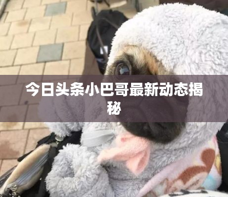 今日头条小巴哥最新动态揭秘