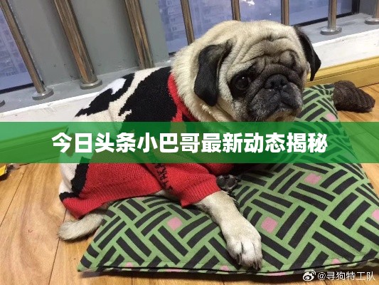今日头条小巴哥最新动态揭秘