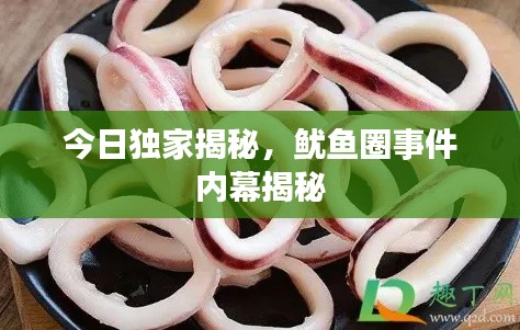 今日独家揭秘,鱿鱼圈事件内幕揭秘