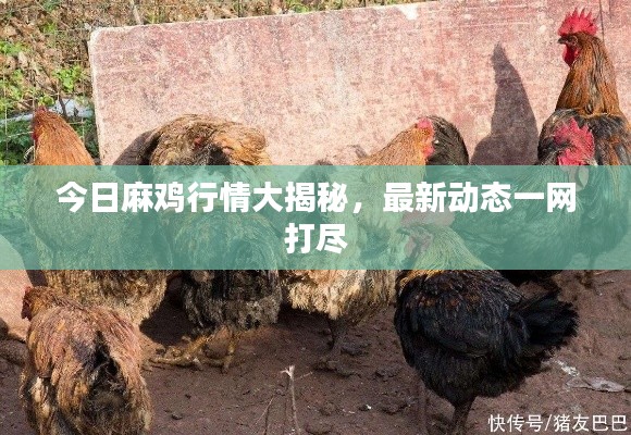 今日麻鸡行情大揭秘,最新动态一网打尽
