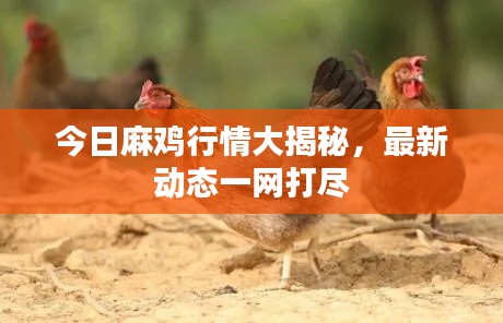 今日麻鸡行情大揭秘,最新动态一网打尽