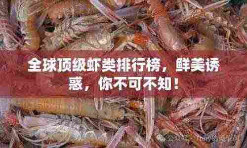 全球顶级虾类排行榜,鲜美诱惑,你不可不知!